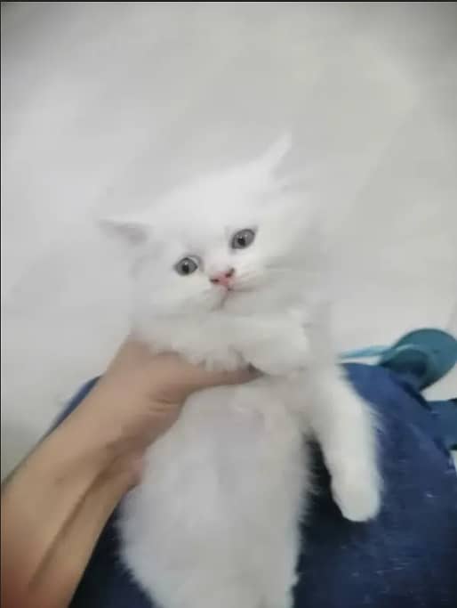 Adopt Persian kitten | triple coated Kittens | Fluffy Kitten For Sale 5