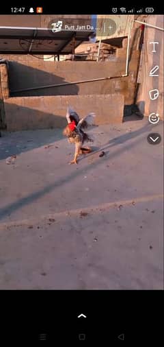 big size aseel for sell