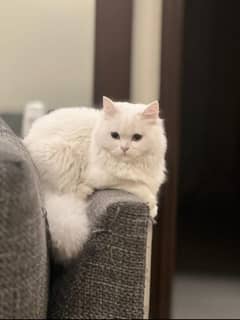 Persian