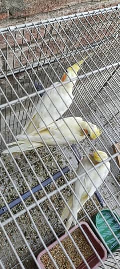 common white cocktail breeder pair