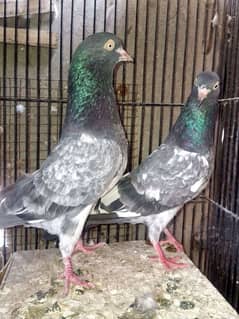 Teddy breeder pair