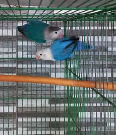 violet opaline