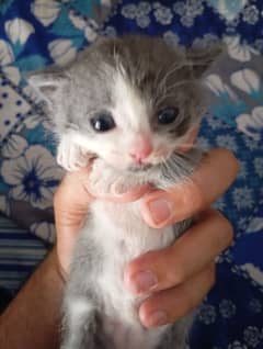 Persian kittens for sale. 2 males and 2 female 5000 each