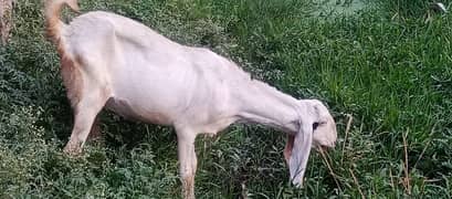 female goat for sale urgent need money