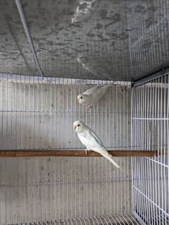 Red Eye Budgies - Pied Red Eyes