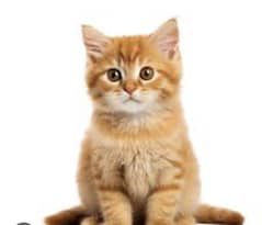 Persian cat with 6 kittens for sale urgent