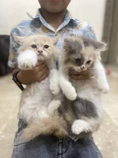 Persian  cat for sale