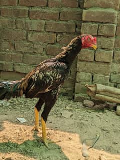 Aseel