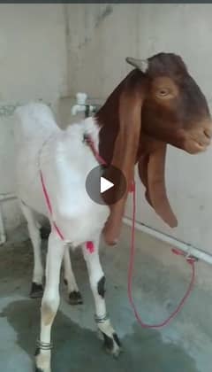 Bakra