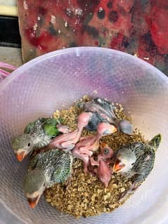 chicks parrot