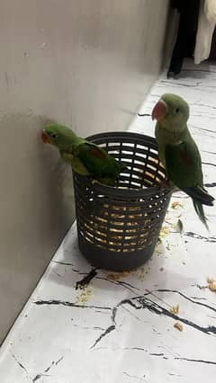 Kashmiri Raw Parrot
