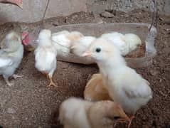 aseel heera Chick