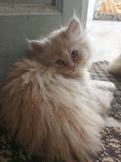Persian