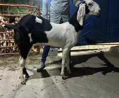 Ablak Bakra khasi 2 dand