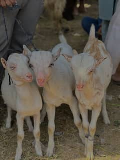 3 Male teddy pink nose zero size Available