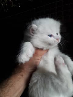 Persian kitten for sale triple coated