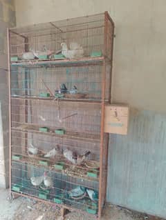 contact no 03152137953