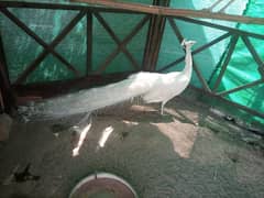 white peacock