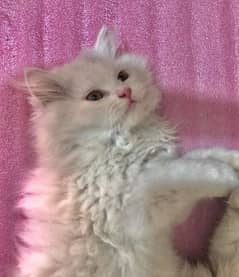 persian cat kittens Male Female