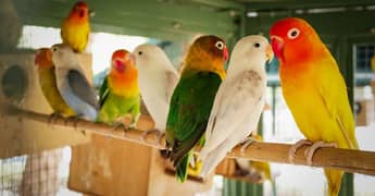 Lovebirds