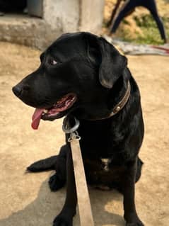 LABRADOR