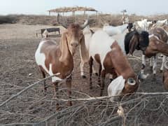 kamori bakra | Bakra | sheep | Bakra for qurbani |  بکری