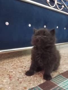 Persian kittens