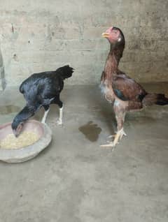 Aseel hens