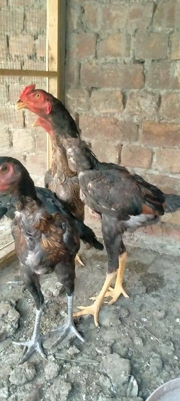 Assil & Bentum Chicks for sale 4