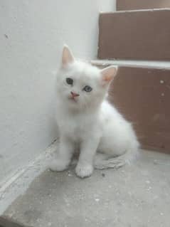 Persian