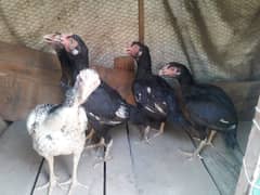 1pices