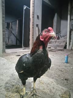 Aseel Mianwali Murgha + Murghi