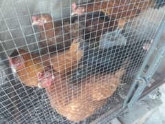 fresh eggs laying