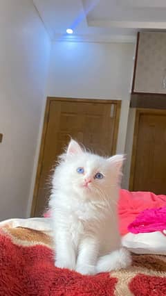 Persian kitten with blue eyes