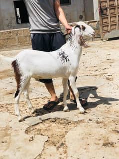 Qurbani 2k25 k lye bkre Available for sale h