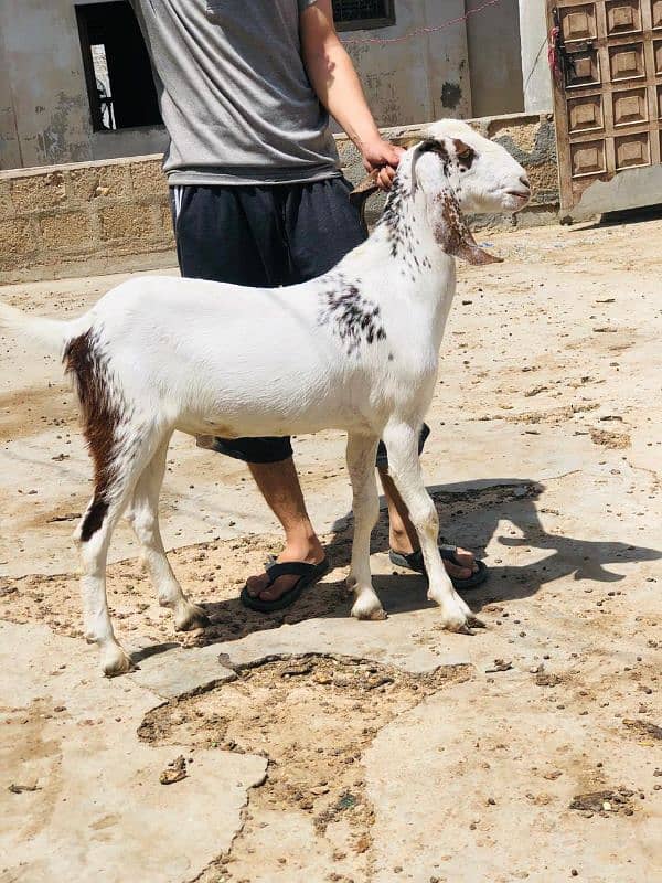 Qurbani 2k25 k lye bkre Available for sale h 0