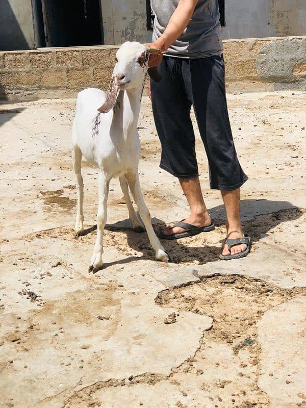 Qurbani 2k25 k lye bkre Available for sale h 1