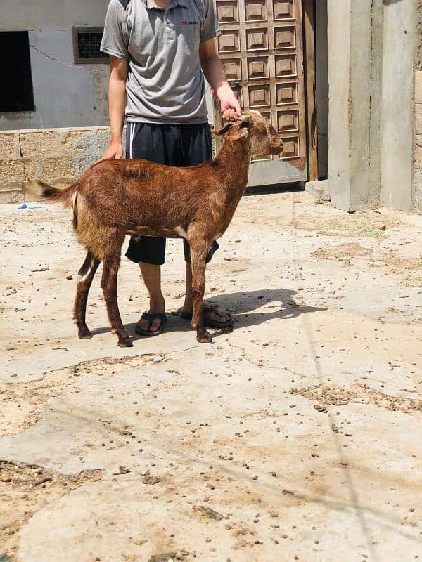 Qurbani 2k25 k lye bkre Available for sale h 2