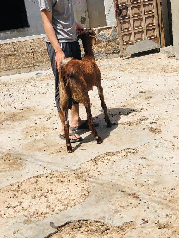 Qurbani 2k25 k lye bkre Available for sale h 3