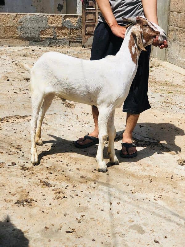 Qurbani 2k25 k lye bkre Available for sale h 4