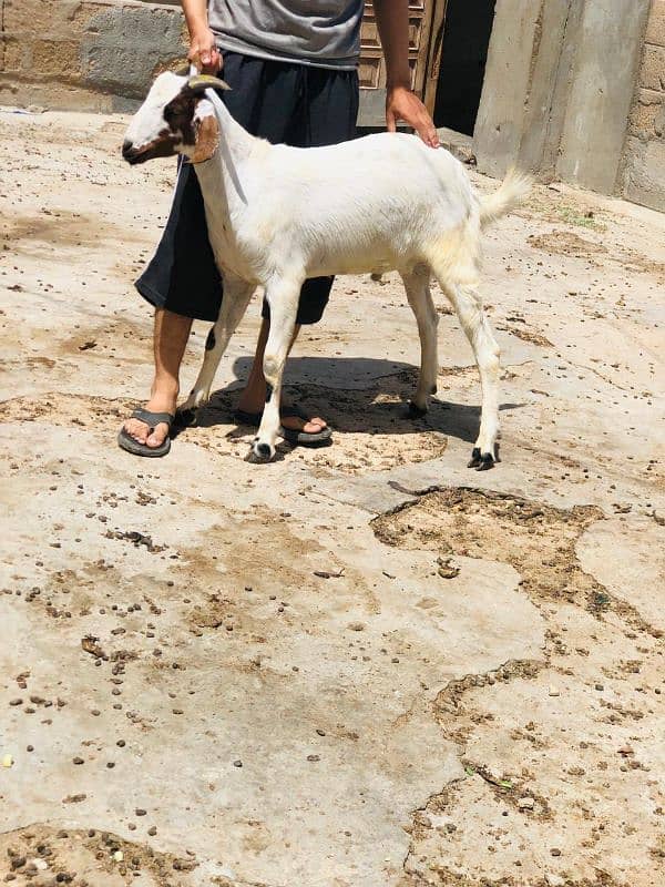 Qurbani 2k25 k lye bkre Available for sale h 5