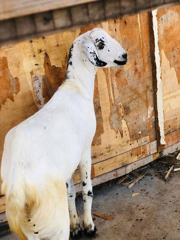 Qurbani 2k25 k lye bkre Available for sale h 6