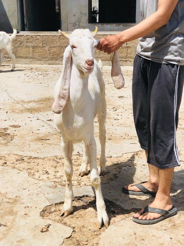 Qurbani 2k25 k lye bkre Available for sale h 7