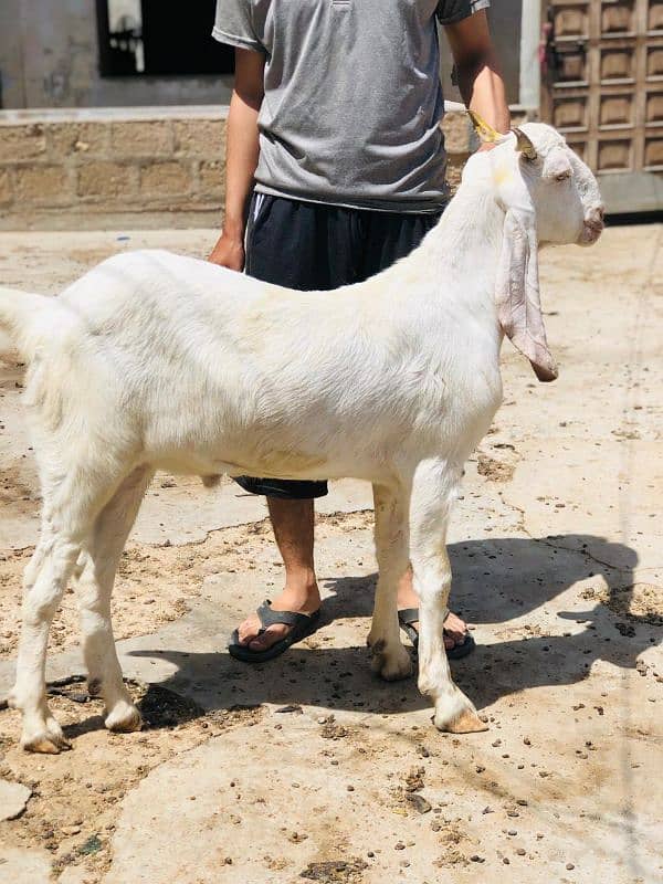 Qurbani 2k25 k lye bkre Available for sale h 8