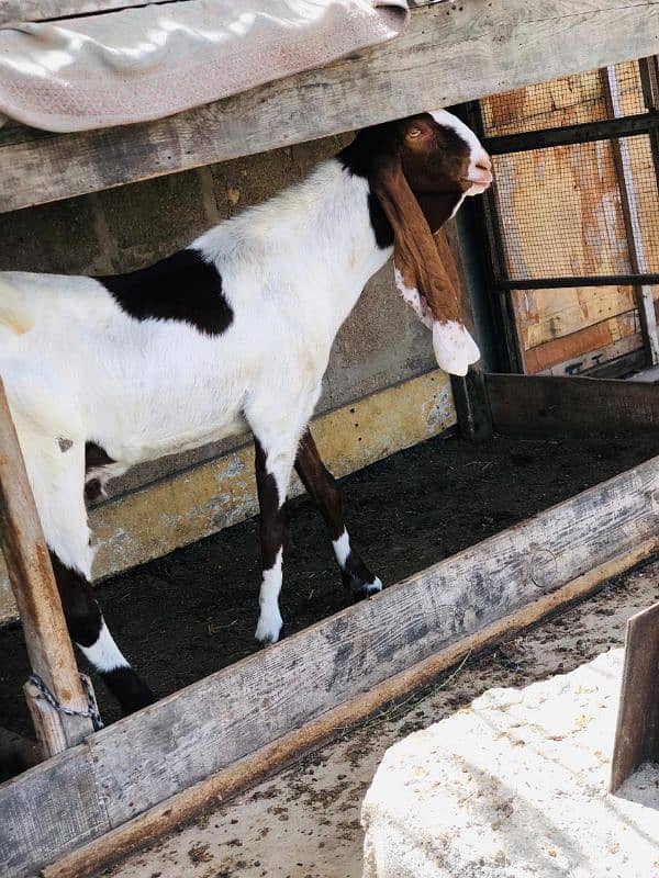 Qurbani 2k25 k lye bkre Available for sale h 9