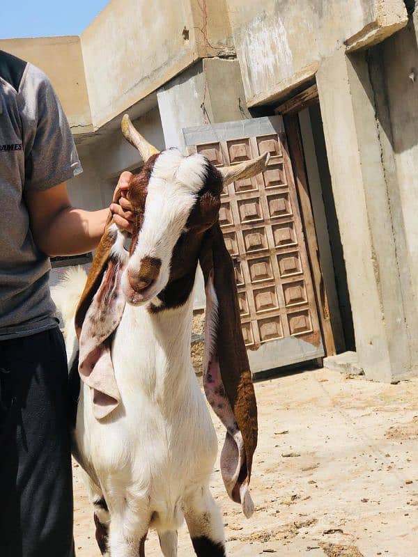 Qurbani 2k25 k lye bkre Available for sale h 10