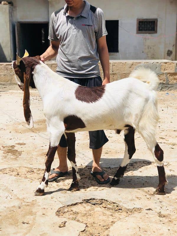 Qurbani 2k25 k lye bkre Available for sale h 11