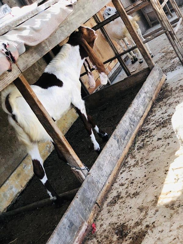 Qurbani 2k25 k lye bkre Available for sale h 12