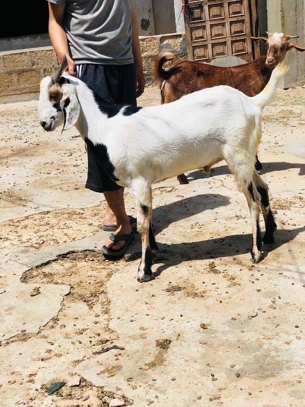 Qurbani 2k25 k lye bkre Available for sale h 13