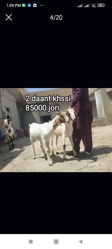 Qurbani 2k25 k lye bkre Available for sale h 14